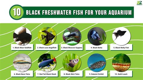 black aquarium fish|10 Black Freshwater Fish Perfect for Your Aquarium.